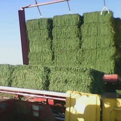 High Quality Alfalfa Hay